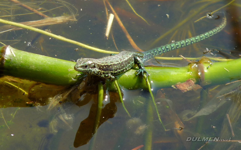 Viviparous Lizard (Zootoca vivipara)